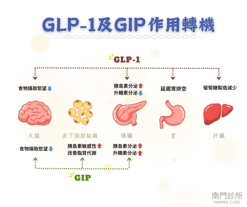 猛健樂是什麼？作用原理與功效